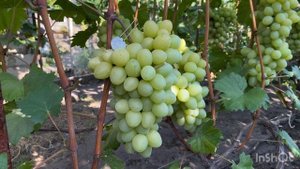 Виноград Львовский неукрывной.