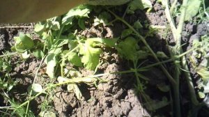 Удаление сорняков, прополка томатов