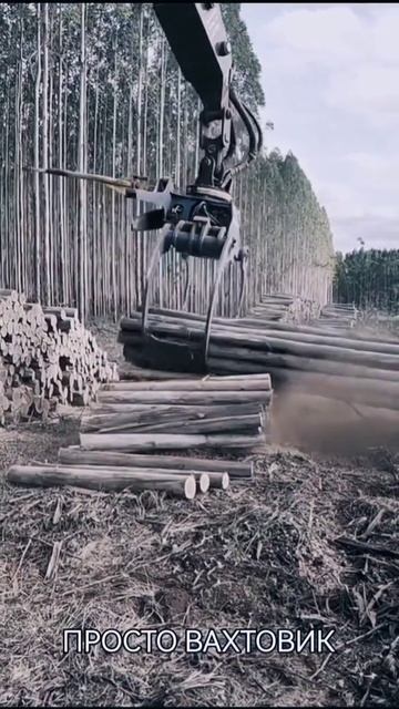 В лесу, Лесозаготовка