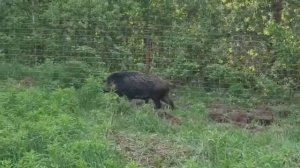 Saw a wild boar in the forest. Увидели кабана в лесу.