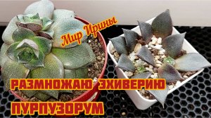Размножаю эхеверию ПУРПУЗОРУМ ●☆▪︎☆▪︎☆