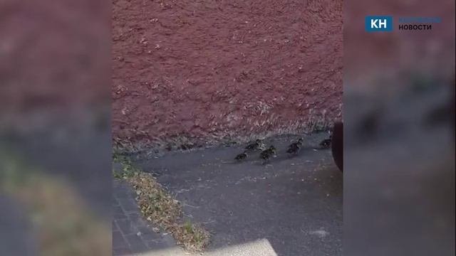 В калужское Минприроды заявились утки