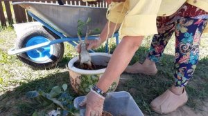 Адениумы тоже пусть привыкают к деревенской жизни,  Пепесадила , Тесто поставила .