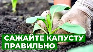 ПОСАДКА КАПУСТЫ В ОТКРЫТЫЙ ГРУНТ🥬