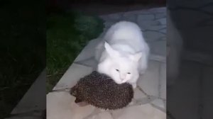 Естественная щётка 🐈❤️🦔