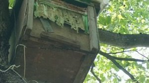 разведка ловушки пчёлами