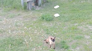Поездка в деревню на выходных №2