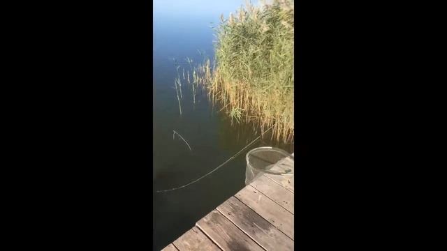 Ставридная проводка на окуня! #Shorts смотреть онлайн