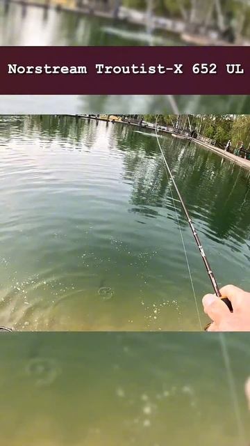 ДВА ЗАБРОСА - ДВЕ ФОРЕЛИ!!! #norstream  #fishing #рыбалка #форель