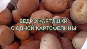 ВЕДРО КАРТОШКИ С ОДНОЙ КАРТОФЕЛИНЫ. 27.05.25г