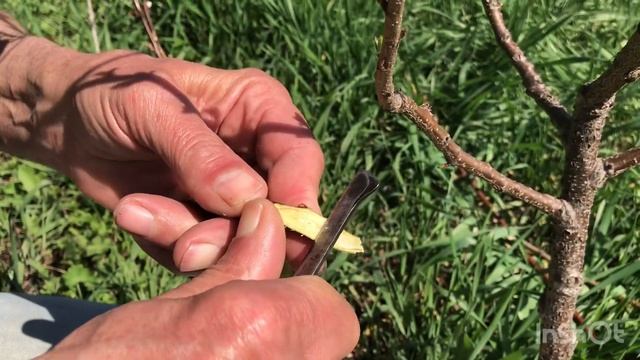 ПОЗДНЯЯ весенняя прививка молодого АБРИКОСА на все ск смотреть онлайн