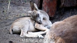 Встречайте очаровательных малышей в семье винторогого козла,  аргали  и снежной козы.