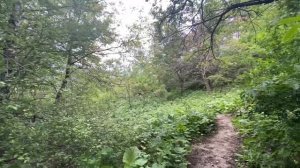 Прогулка по лесу ! Это время проведенное с пользой !