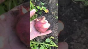 Картошечка Крымская Роза