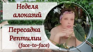 Неделя алоказий. Клад в горшке с Рептилией 🐢.