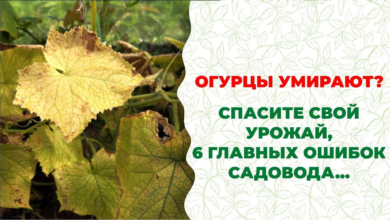 Огурцы УМИРАЮТ? Спасите свой урожай! 6 главных ошибок садоводов