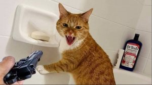 Приколы с котами😈Смешные коты 2025! СМЕШНЫЕ ЖИВОТНЫЕ