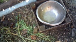 Поение курочки