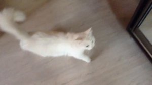 кошачьи игры