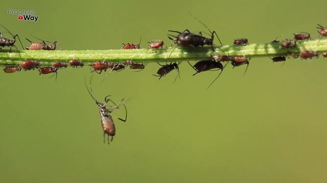 ТЛЮ РАЗЪЕДАЕТ НА ГЛАЗАХ! НАКОНЕЦ-ТО НАТУРАЛЬНЫЙ РАБОЧИЙ СПОСОБ