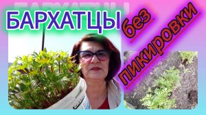 Когда высаживать бархатцы!
Что сделать до высадки!
