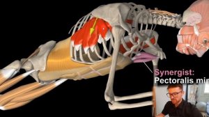 Крыловидная лопатка | Упражнение для передней зубчато