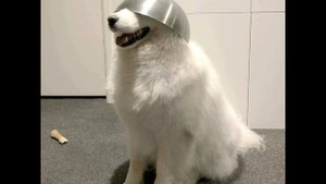 Веселые снимки домашних животных, от которых поднимается настроение