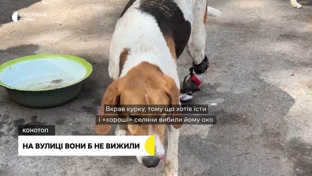 “Коли рятую чергову “дитину” - я щаслива”: конотопська зоозахисниця про своїх підопічних з притулку