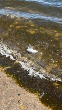 Все селедка пошла 🐟
Вчера приходили, весь берег Волги был усыпан рыбаками😅