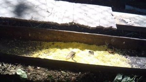 Сельское хозяйство. Птицеводство. Кормление курочки.