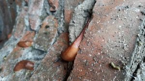 Слизень крупный ползёт