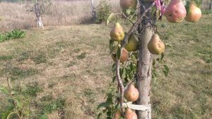 груша " Завея"... опыт выращивания.!