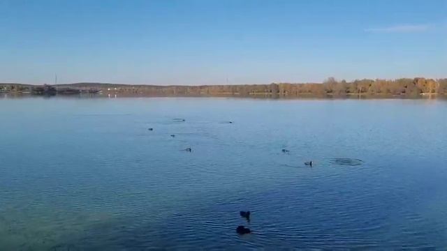 Середина осени. Комсомольское озеро. Минск. Лысухи. 19.10 смотреть онлайн