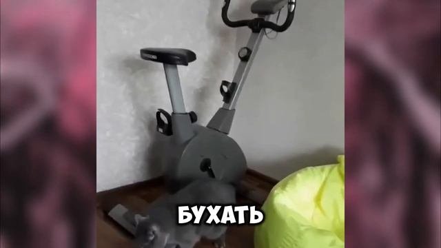 🐶 СМЕШНЫЕ Животные!  - С ОЗВУЧКОЙ!! 😂 Подборка смешных