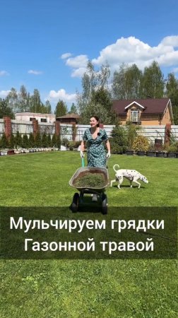 Мульчируем грядки газонной травой