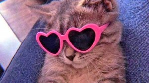СМЕШНЫЕ КОТЫ 2025 ЛУЧШИЕ ПРИКОЛЫ С КОТАМИ, КОШКИ, КОТИКИ, СОБАЧКИ, СМЕШНОЕ ВИДЕО