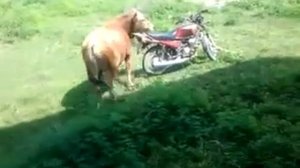 Честная давалка...