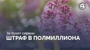 Сирень из парка обойдётся дороже букета роз