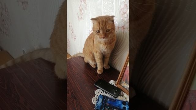 Мой любимый котик