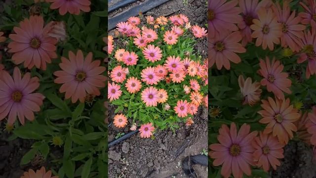 Моя коллекция остиков. Сайт для заказа Черенок.ру смотреть онлайн