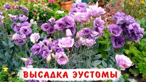 ЛУЧШИЙ СПОСОБ! Высадка эустомы в открытый грунт! Эустома ABC, Эхо.