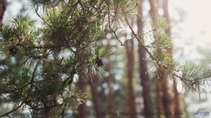 Проснитесь под эти звуки - и день начнётся с нежности! - In Chains -- Frau Holle -- Different Ways