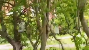 28 мая при атаке ВСУ на Москву, 33 дронами,  Лоси вбежали в город и бегали спасаясь от взрывов