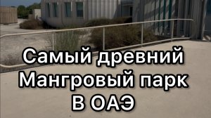 Самый древний мангровый лес в ОАЭ