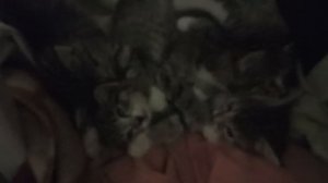 Доброе утро! Котята начали кушать курицу, пить куриный
