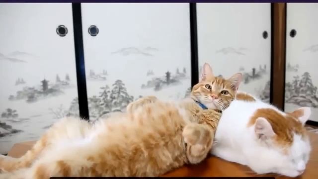 ПРИКОЛЫ 2015 Февраль, ★★★ Funny videos 2015 February, ★★★ Fail compilation 2015 смотреть онлайн