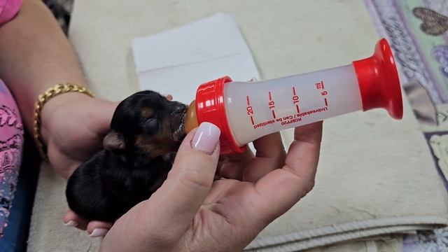 Кормление щенков йорка смотреть онлайн