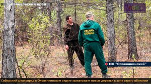 ЗБК + Сибирский шелкопряд в Оловяннинском округе захватывает новые деревья в зоне своего обитания