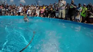 Белка катается на водных лыжах