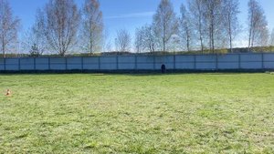 2. выражено/перв DE ORSE MAK FLAI VINSENT VEGA (Kampus v. Drei Birkenzwinger – DOMF Kimba)
